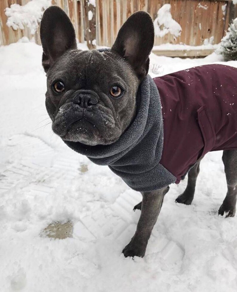 FRENCH BULLDOG Winter Coat Winter Dog Coat Waterproof Winter Etsy UK