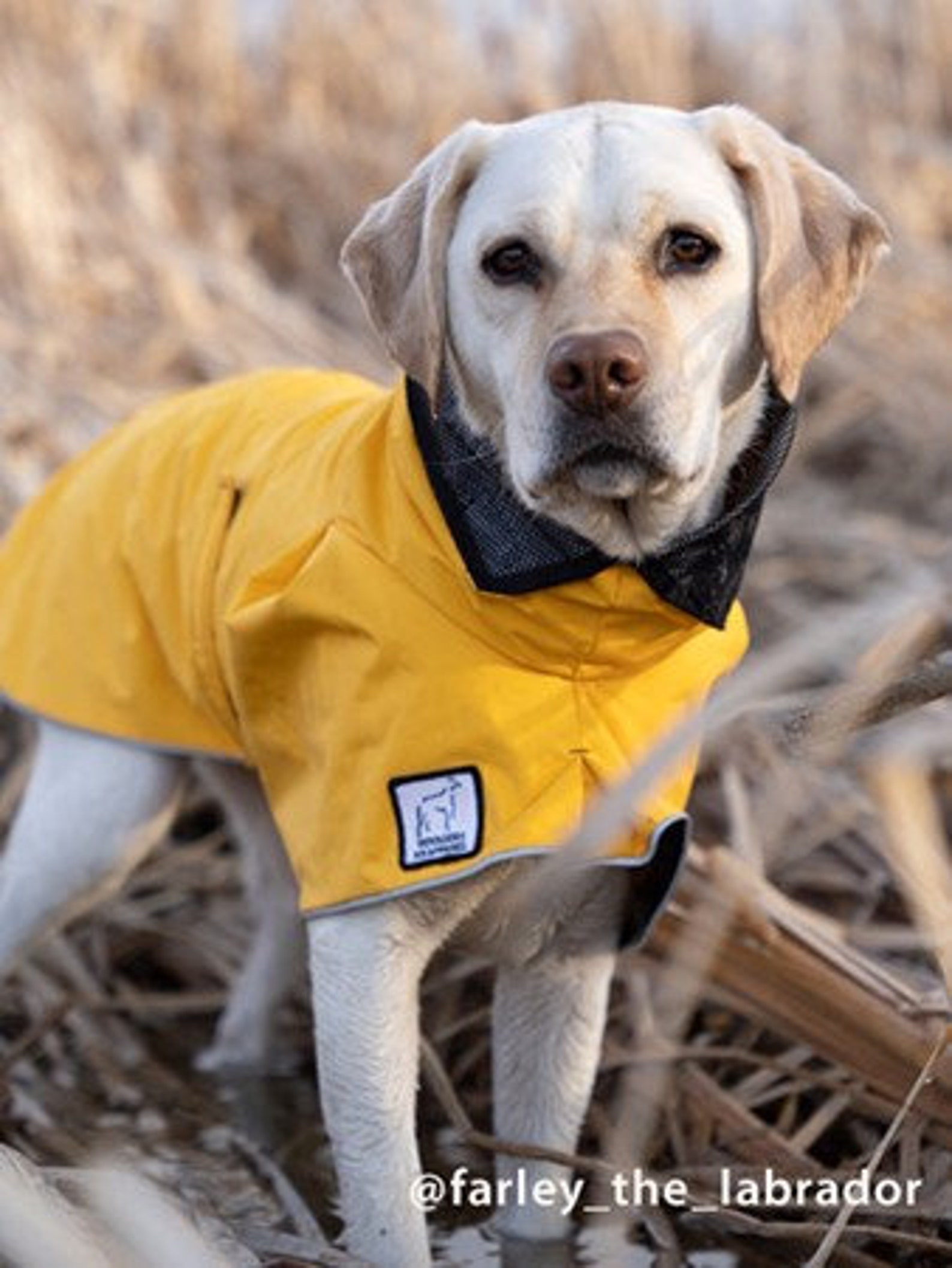 LABRADOR RETRIEVER Raincoat Dog Rain Coat Rain Slicker Etsy