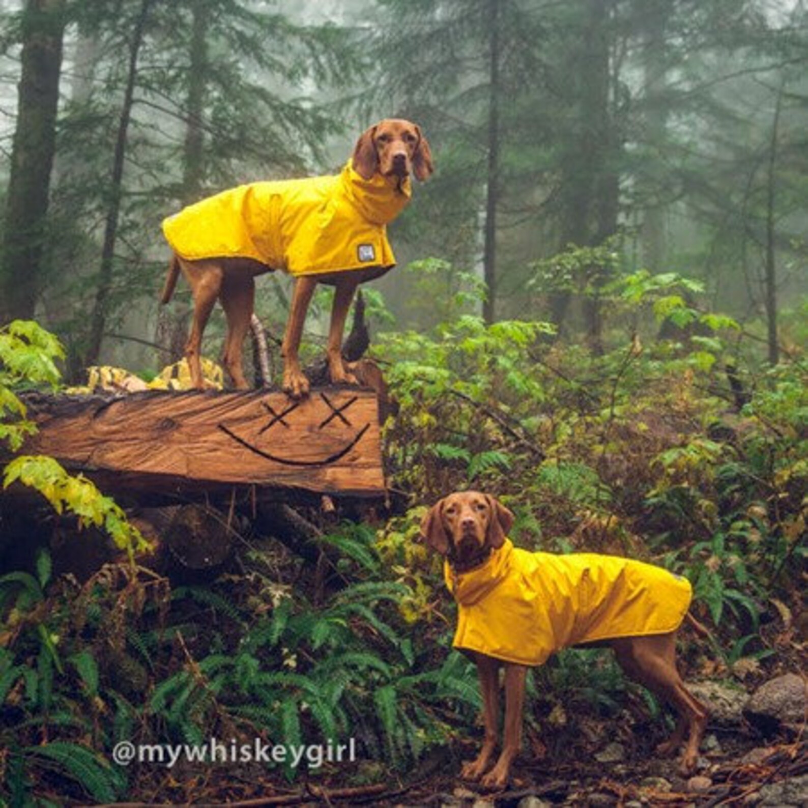 VIZSLA Dog Rain Coat Dog Raincoat Waterproof Dog Jacket Etsy