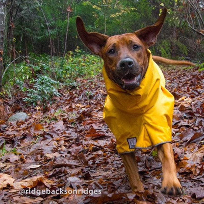 RHODESIAN RIDGEBACK Dog Rain Coat Waterproof Dog Coat Dog Etsy