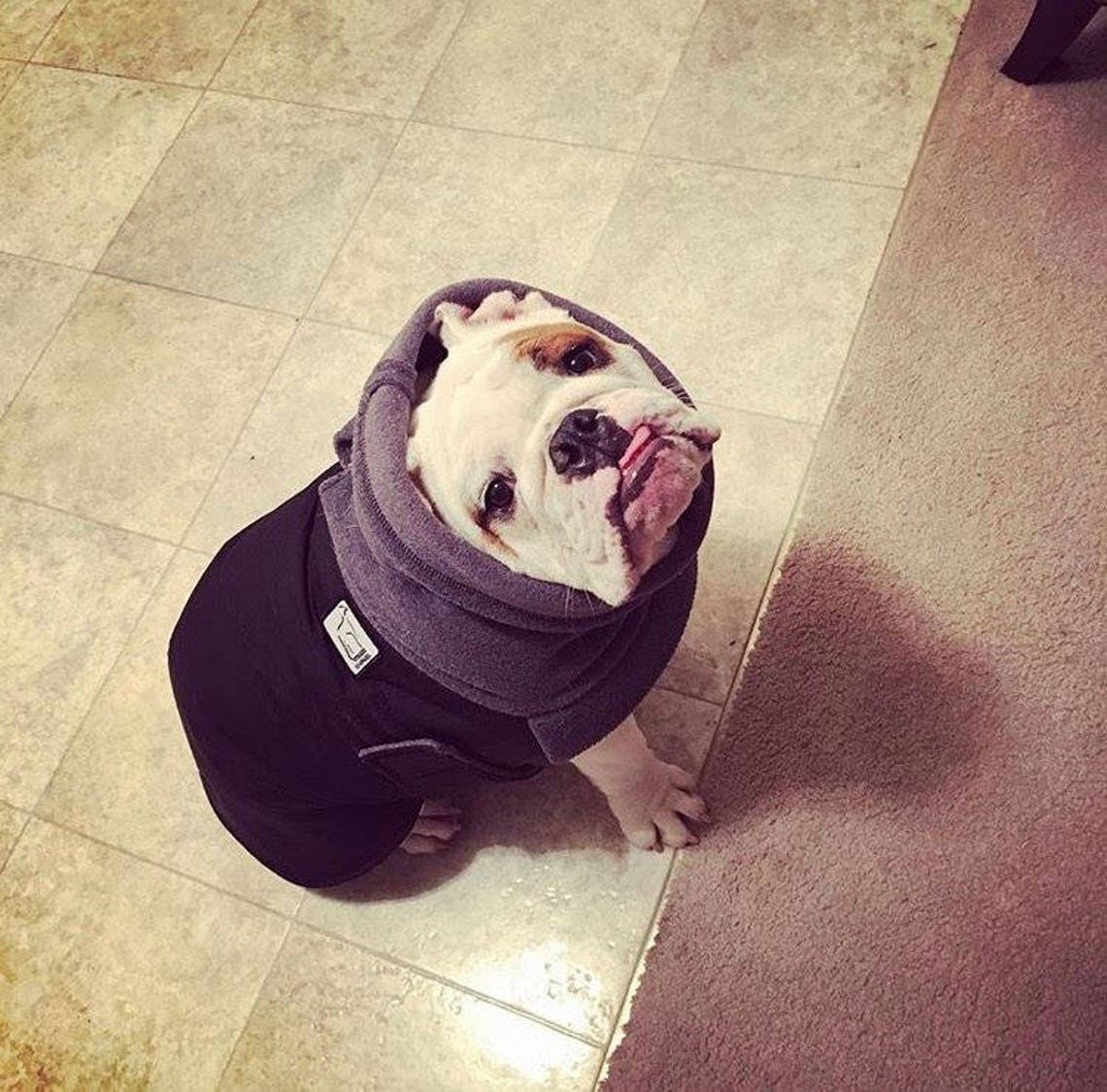 ENGLISH BULLDOG Winter Coat Dog Winter Jacket Waterproof Dog Etsy