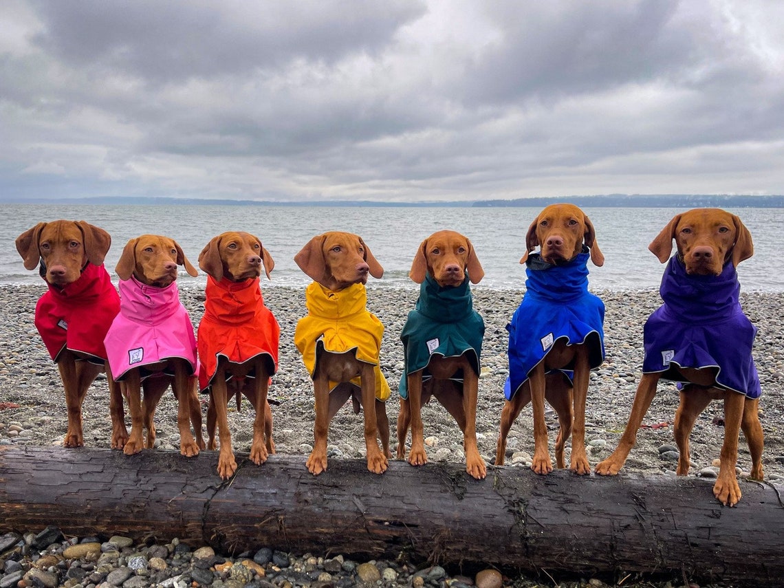 VIZSLA Dog Rain Coat Dog Raincoat Waterproof Dog Jacket Etsy
