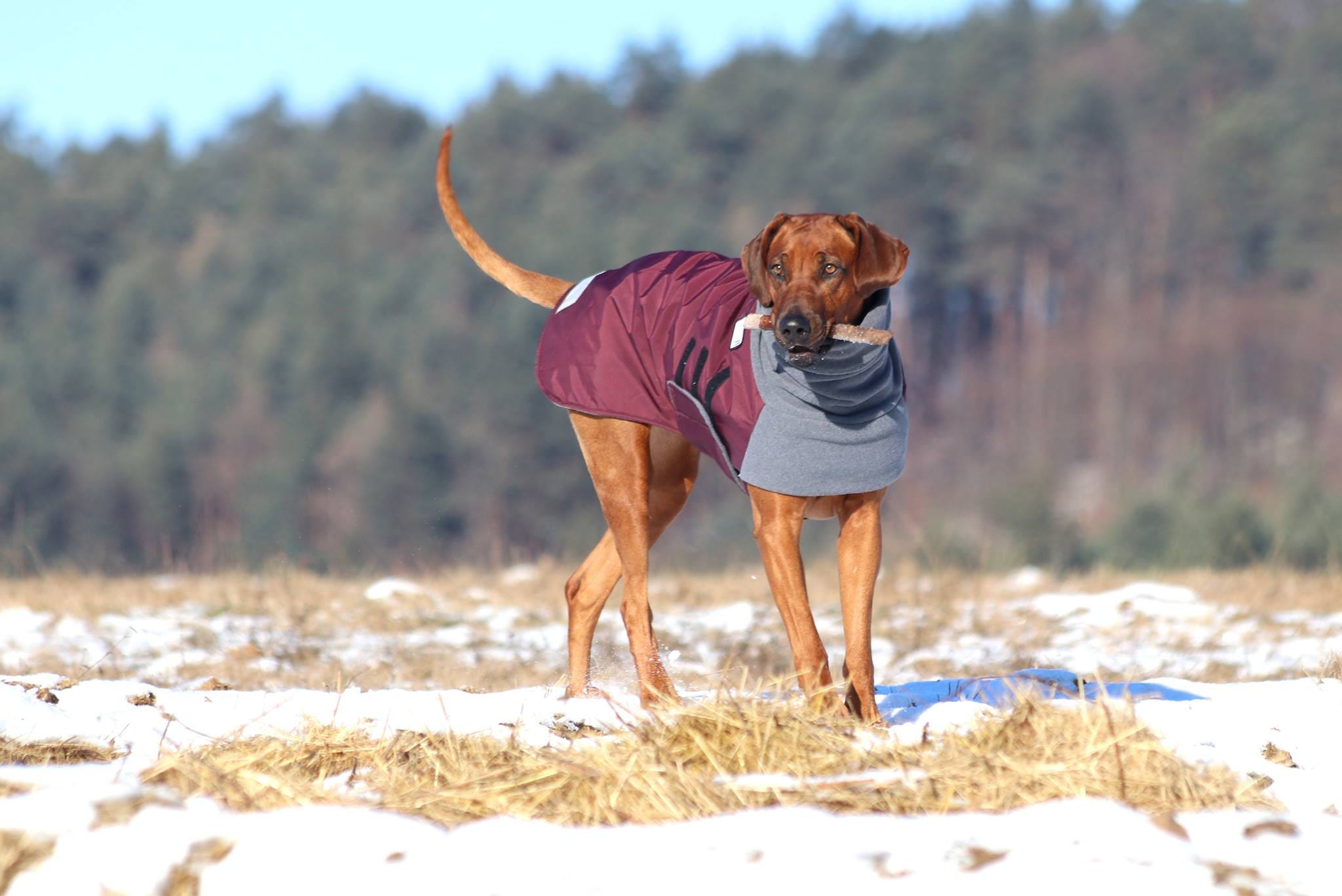 RHODESIAN RIDGEBACK Winter Dog Coat Winter Coat for Dogs Etsy.de