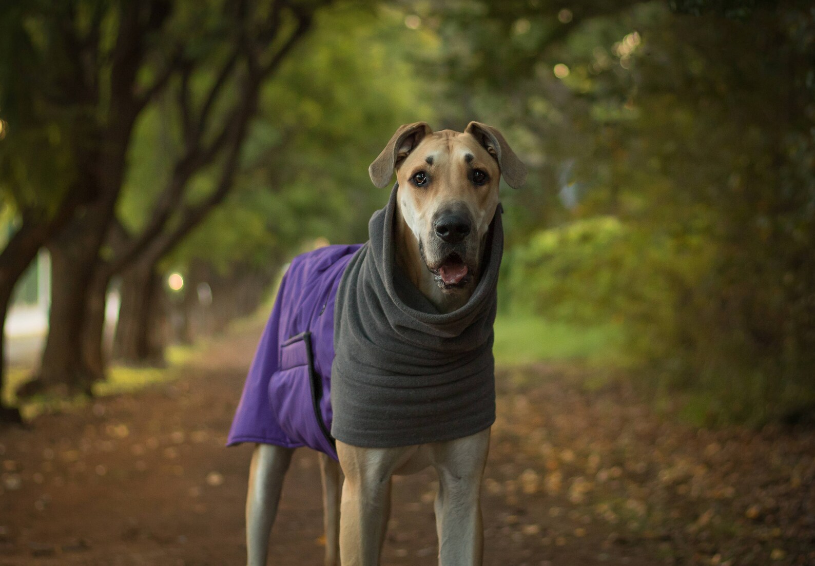 GREAT DANE Winter Dog Coat Winter Jacket Waterproof Dog Etsy