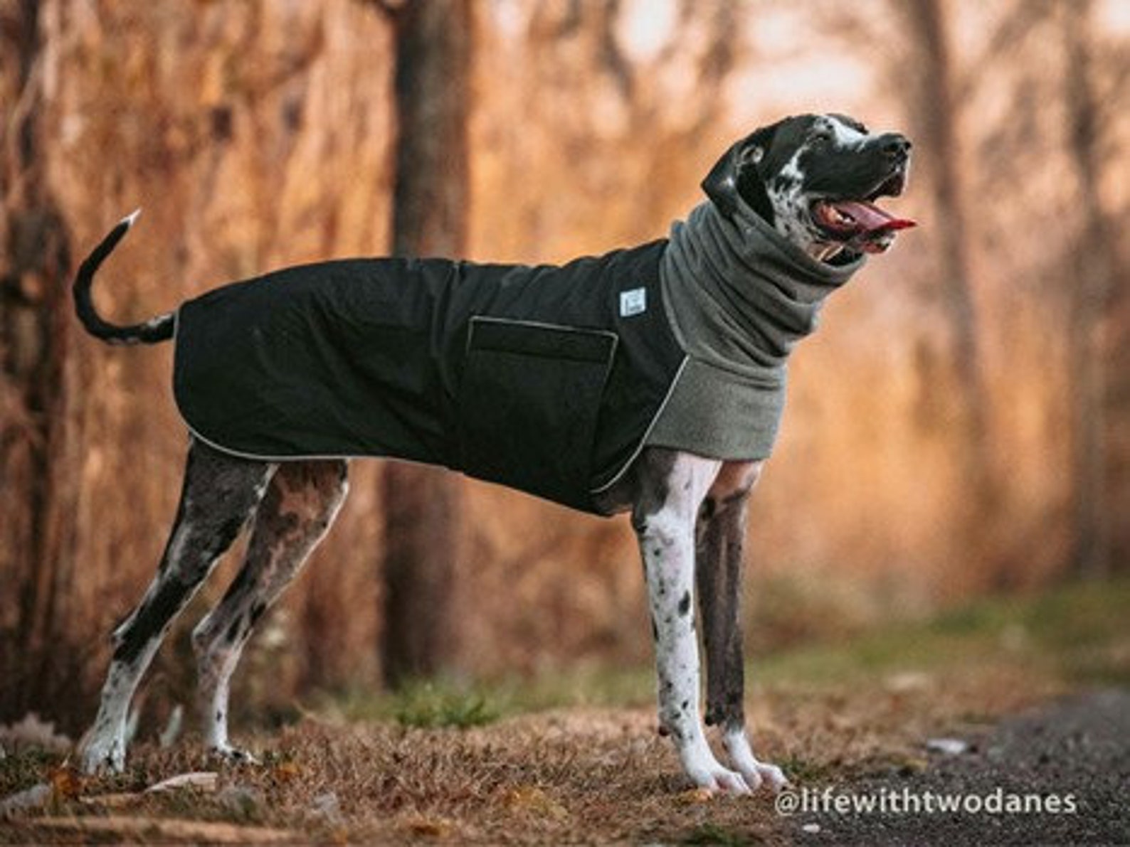 GREAT DANE Winter Dog Coat Winter Jacket Waterproof Dog Etsy Canada