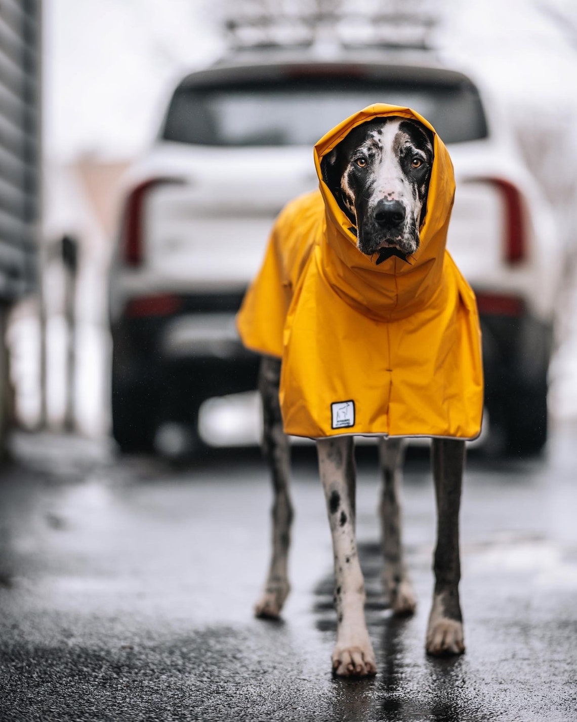 GREAT DANE Rain Coat Dog Raincoat Rain Slicker Dog Coat Etsy