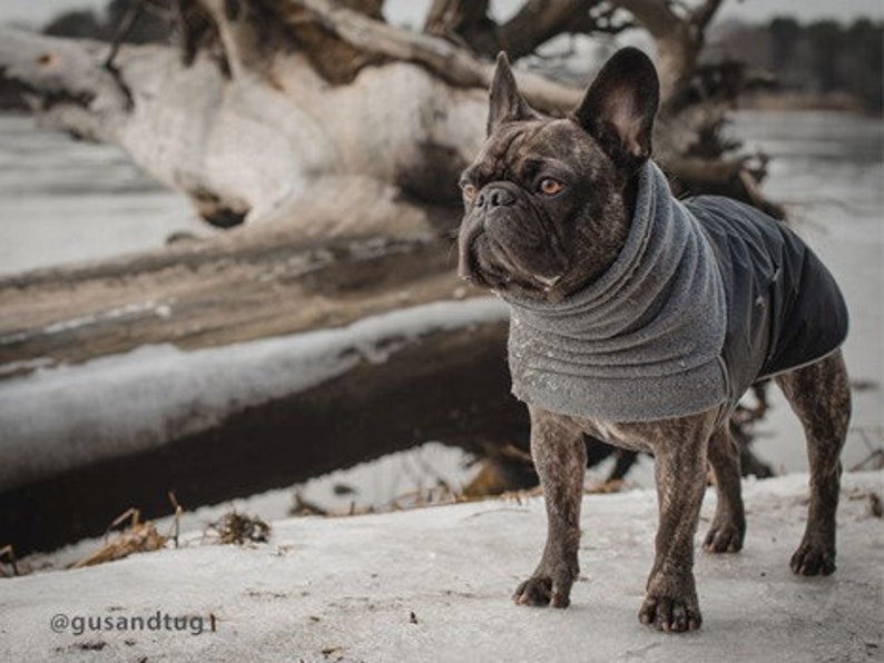 FRENCH BULLDOG Winter Coat Winter Dog Coat Waterproof Winter Etsy