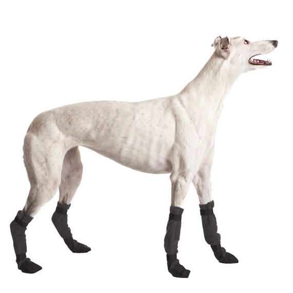k9 apparel greyhound