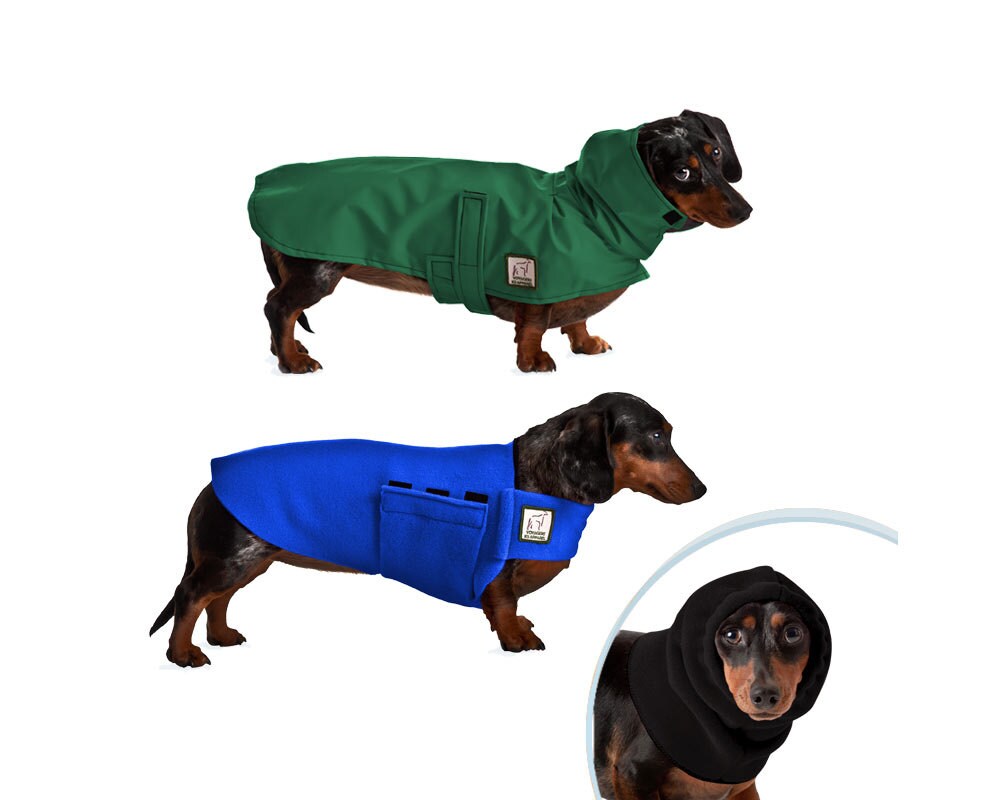 mini dachshund raincoat