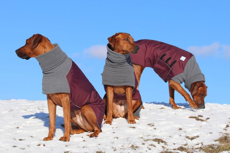 RHODESIAN RIDGEBACK Winter Dog Coat Winter Coat for Dogs Etsy UK