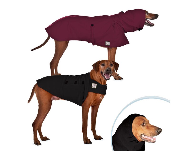 rhodesian ridgeback raincoat