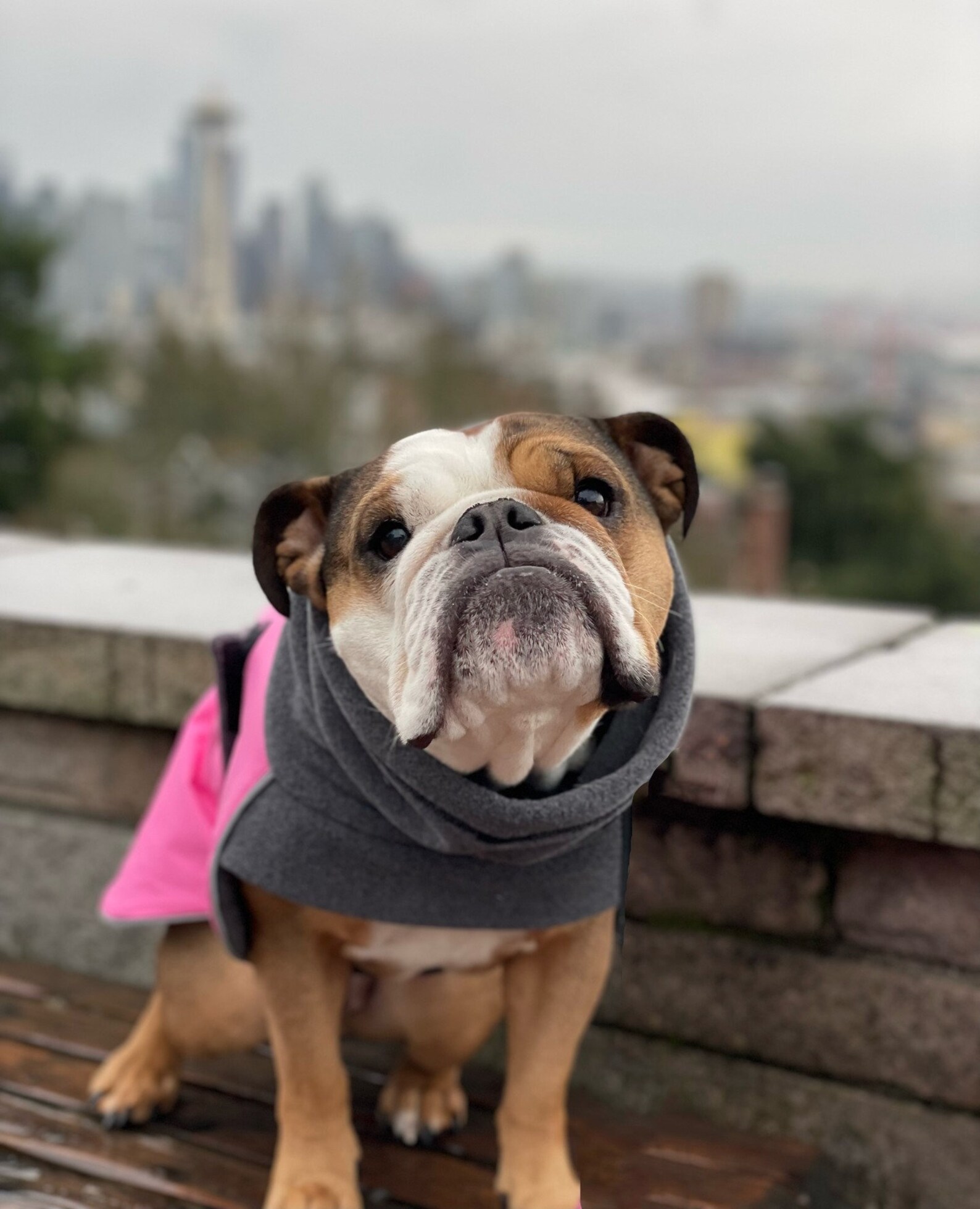 ENGLISH BULLDOG Winter Coat Dog Winter Jacket Waterproof Dog Etsy UK