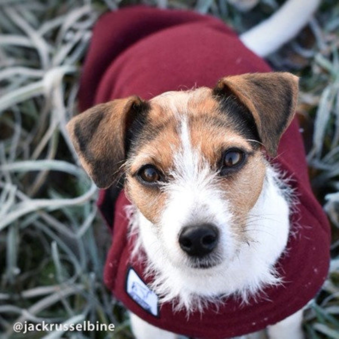 JACK RUSSELL Tummy Warmer Fleece Dog Sweater Fleece Dog Etsy