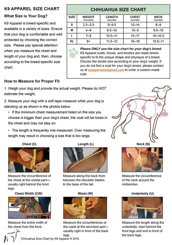 Chihuahua Size Chart