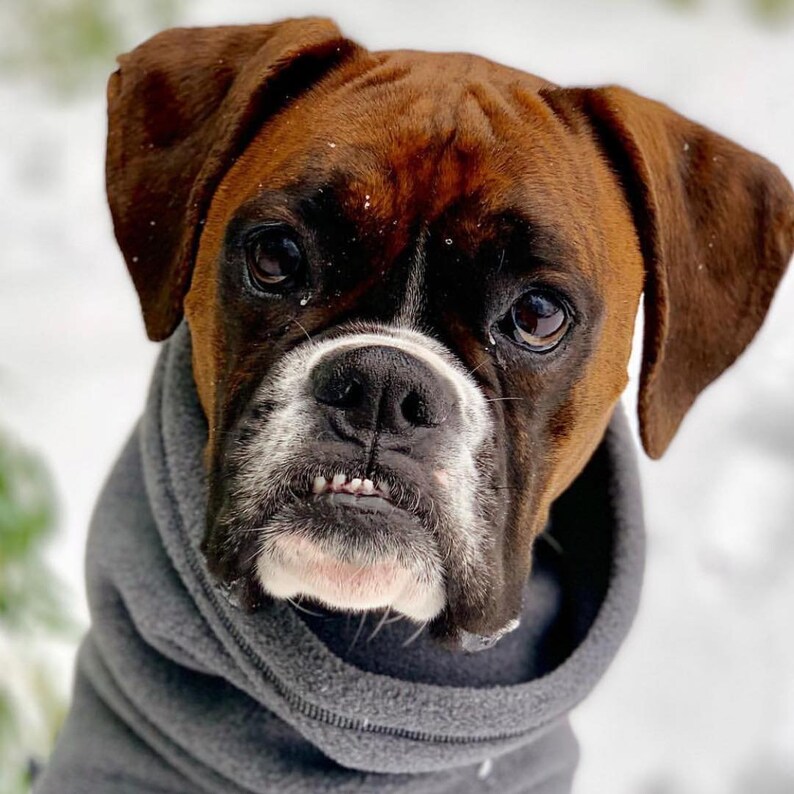 BOXER Winter Dog Coat Waterproof Jacket for Dogs Fleece Dog Etsy