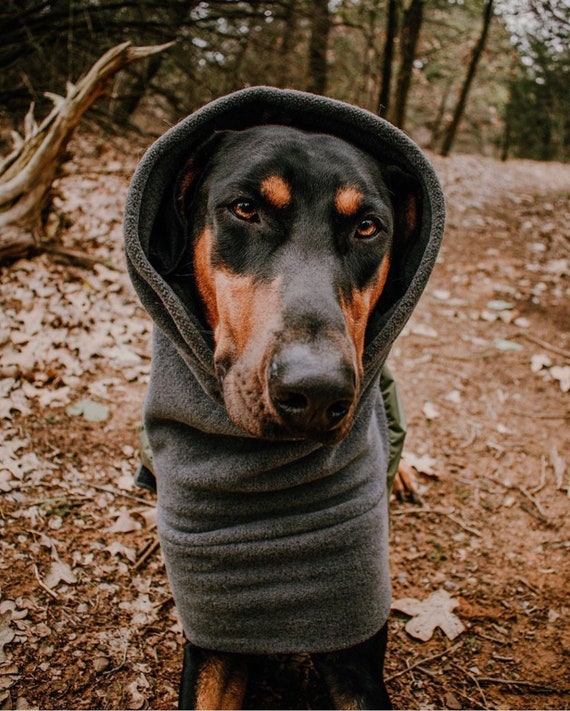 Do Dobermans Need A Coat In Winter