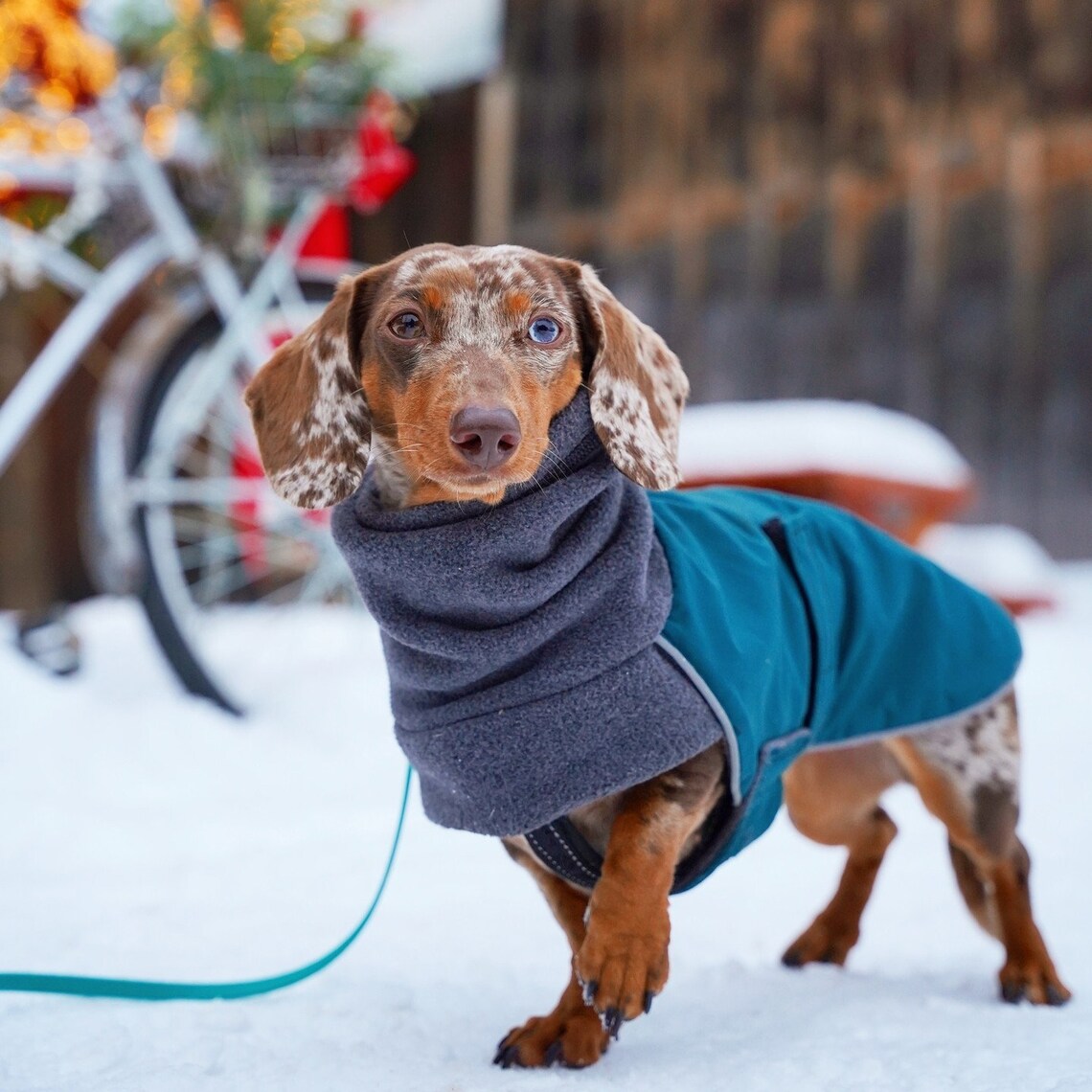 DACHSHUND Winter Dog Coat Winter Coat Waterproof Jacket Etsy