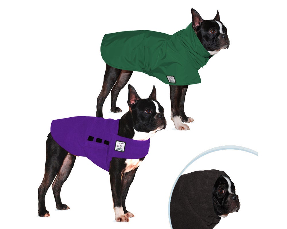 boston terrier jacket