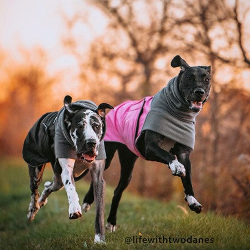 GREAT DANE Winter Dog Coat Winter Jacket Waterproof Dog Etsy Canada