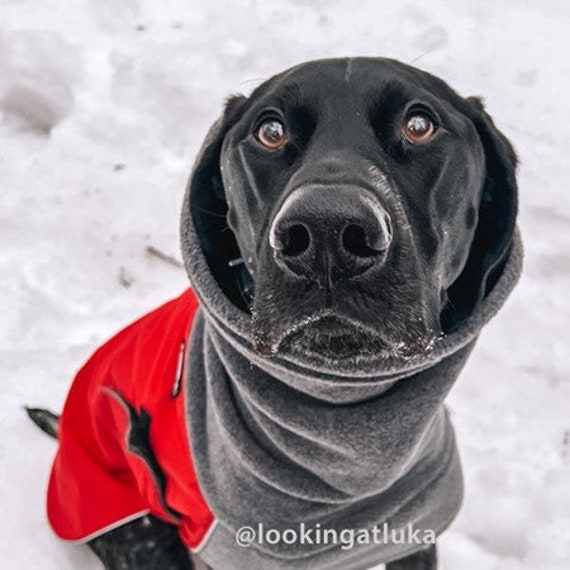 Do Short Haired Dogs Need Winter Coats