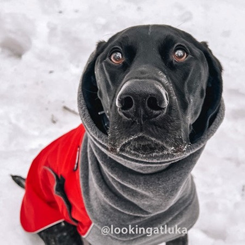 GERMAN SHORTHAIRED POINTER Winter Dog Coat Coat for Dogs Dog Etsy