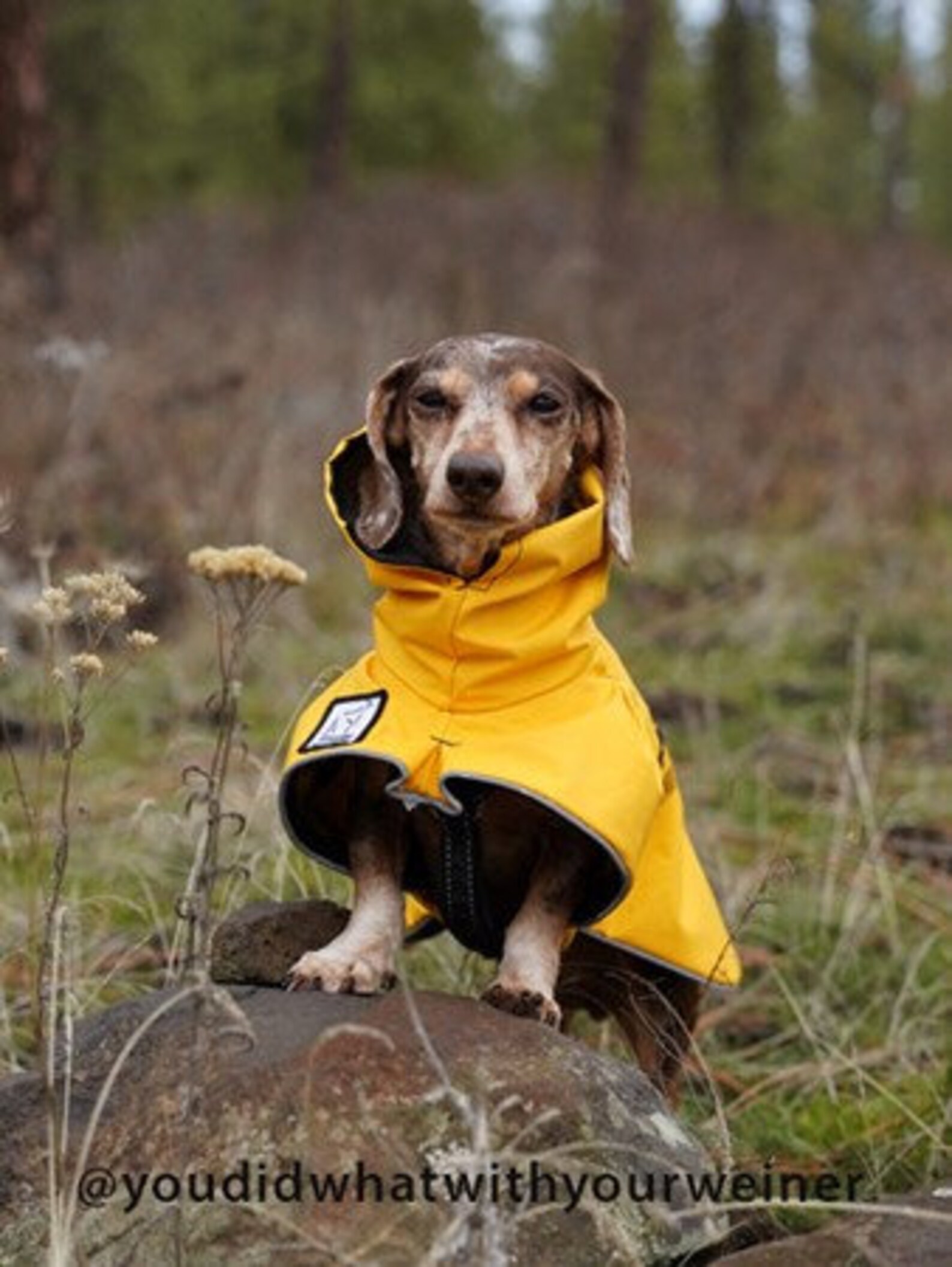 MINIATURE DACHSHUND Dog Rain Coat Raincoat Rain Slicker Etsy