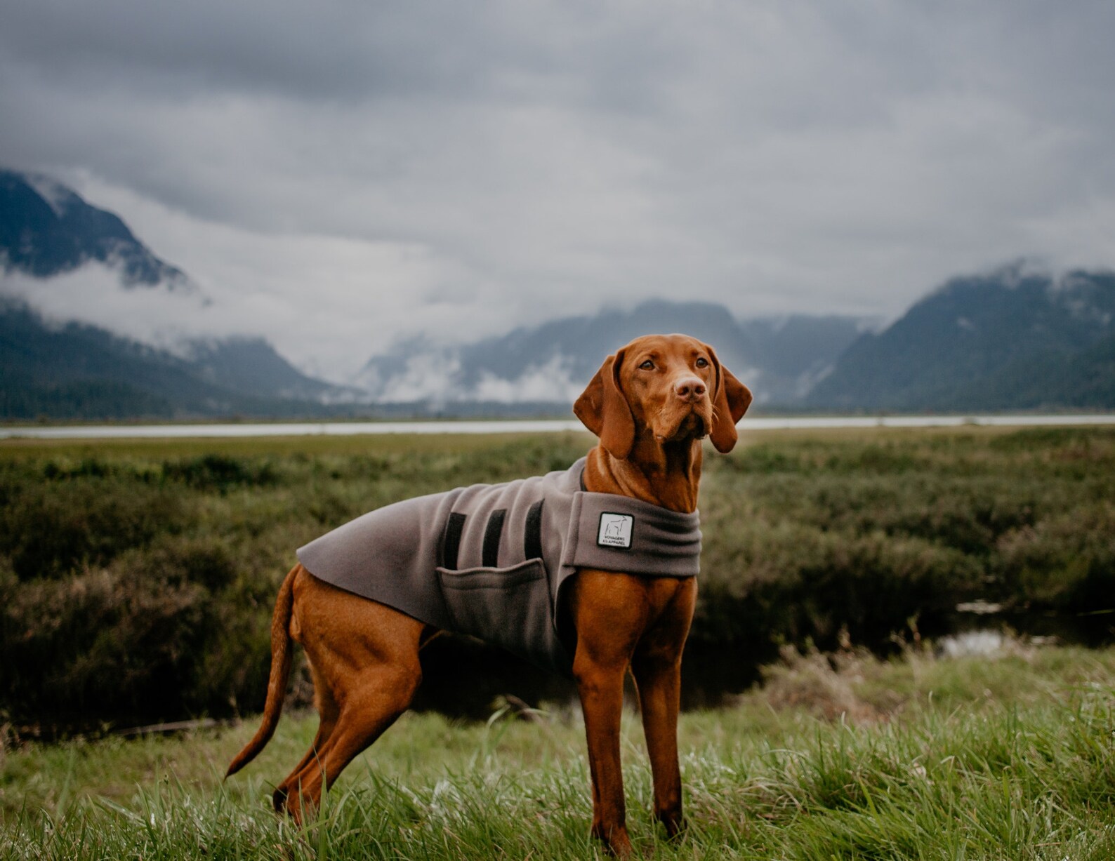 VIZSLA Warm Climate Combo Raincoat Tummy Warmer Hood Dog Etsy
