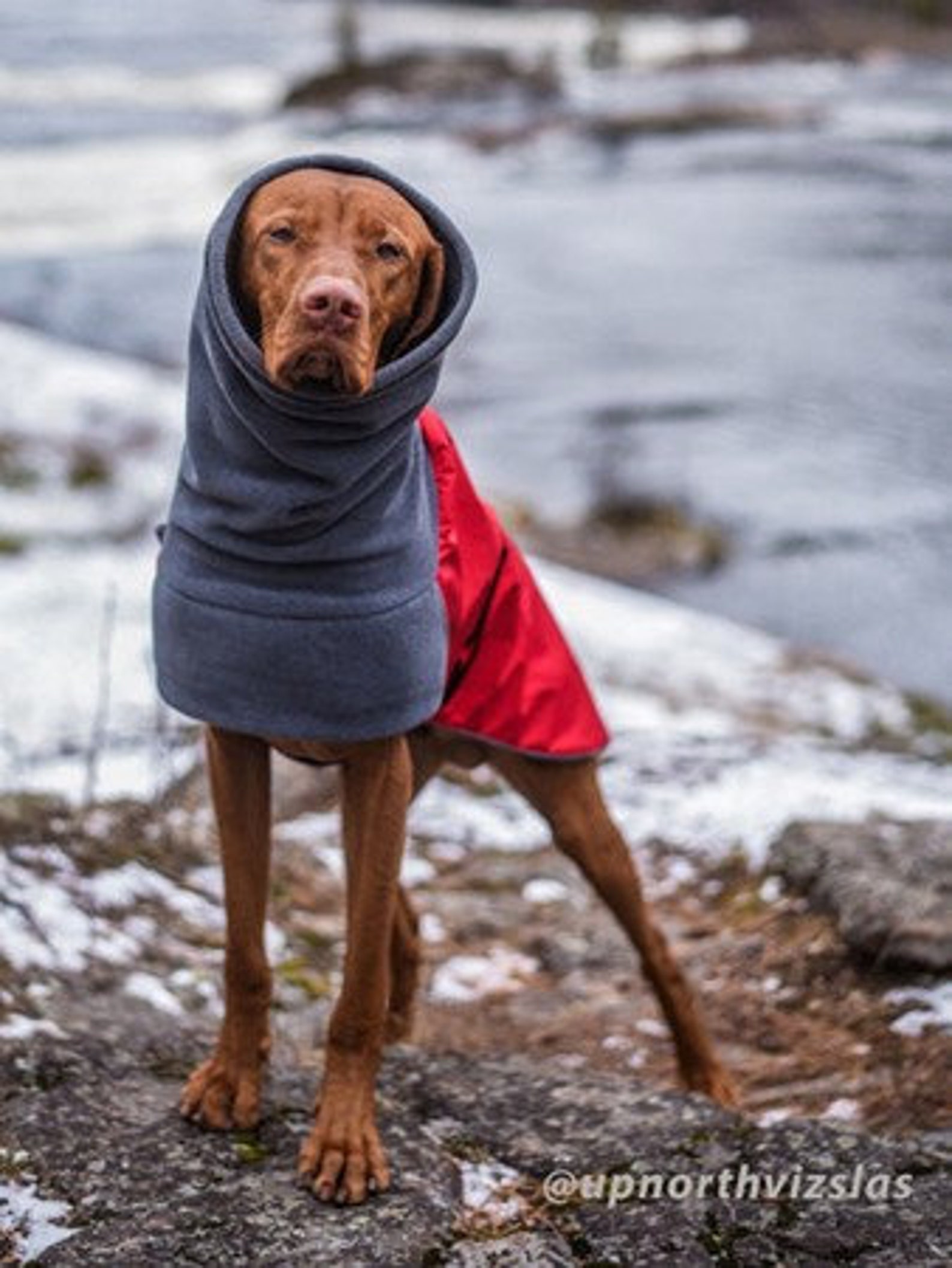 VIZSLA Winter Dog Coat Winter Coat Waterproof Dog Coat Dog Etsy