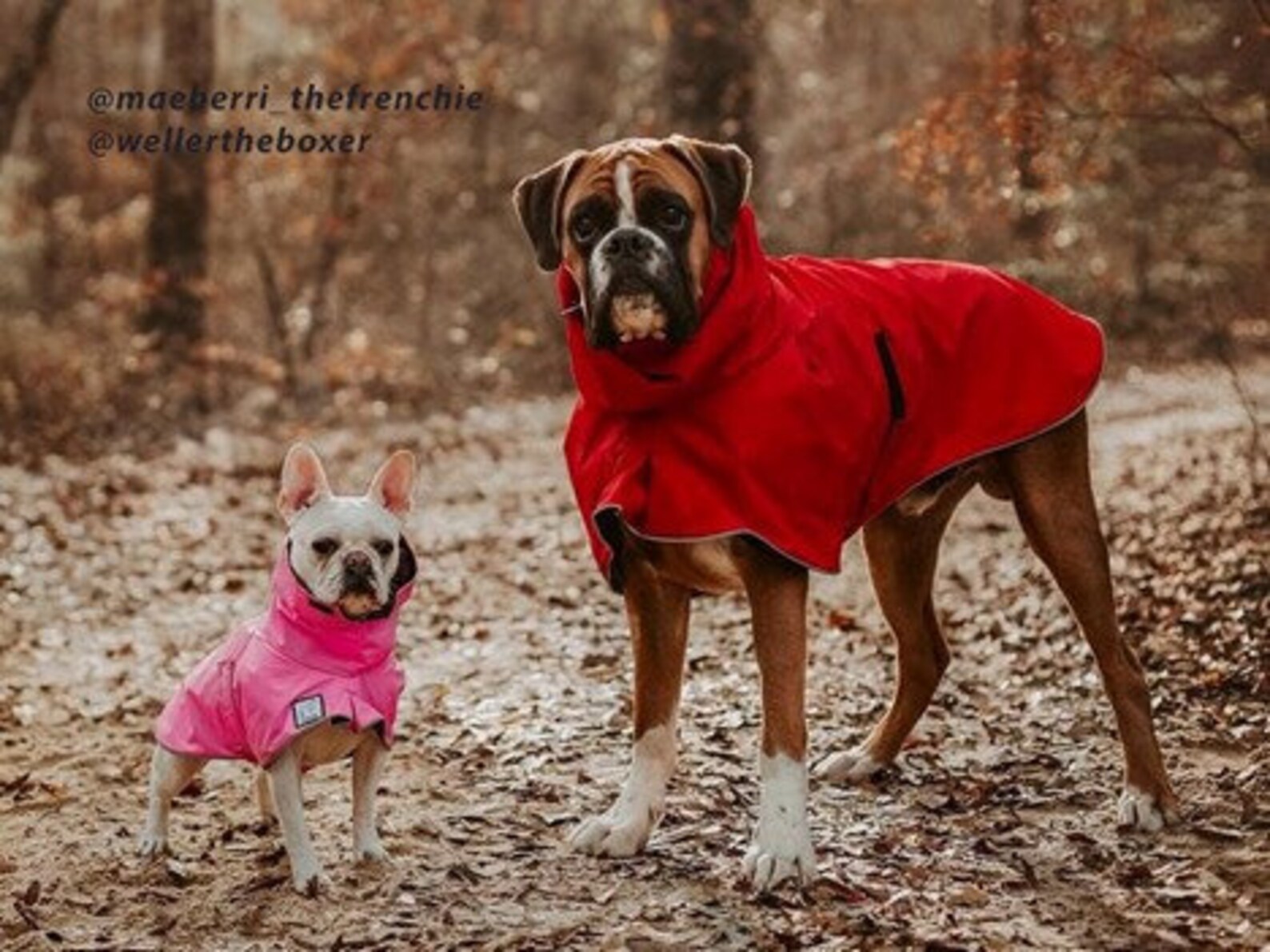 BOXER Dog Rain Coat Dog Raincoat Waterproof Dog Coat Etsy