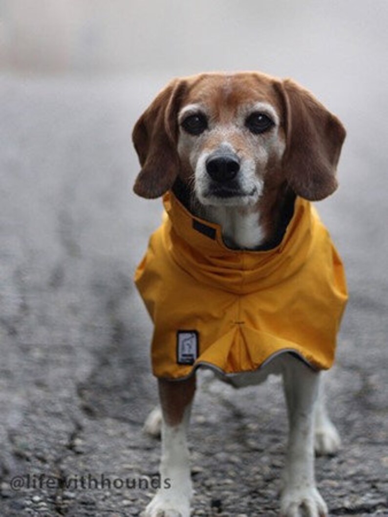 BEAGLE Rain Coat Dog Raincoat Rain Jacket Waterproof Dog Etsy España