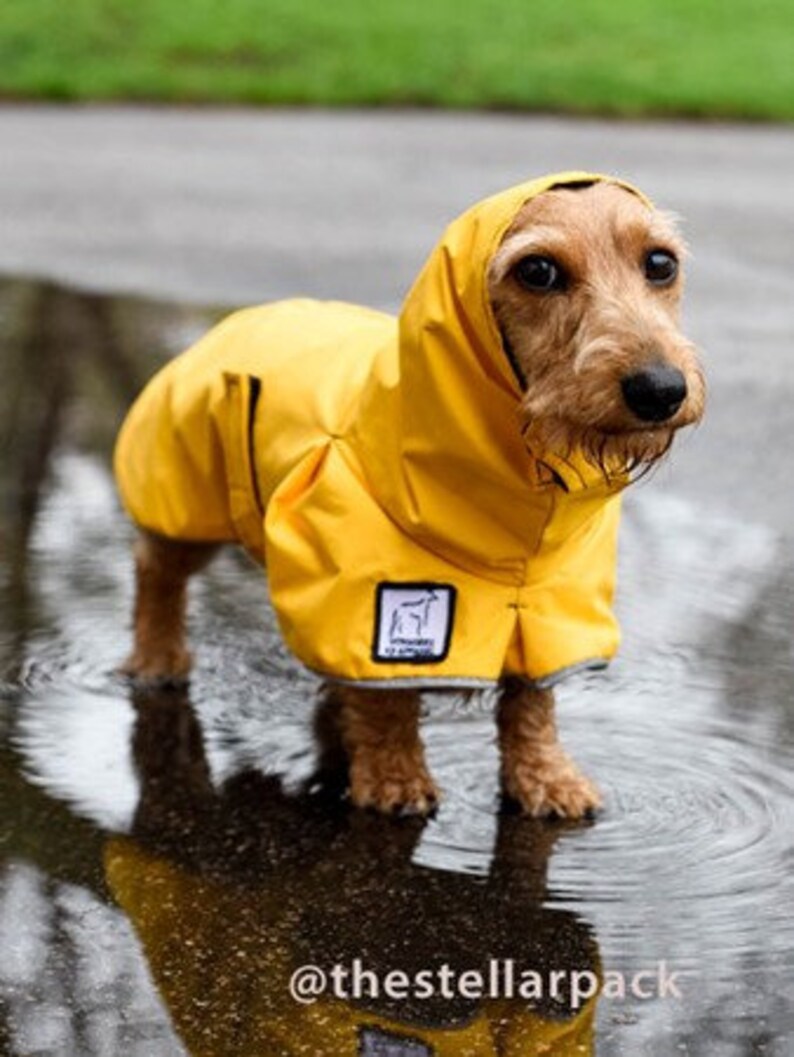 MINIATURE DACHSHUND Dog Rain Coat Raincoat Rain Slicker - Etsy