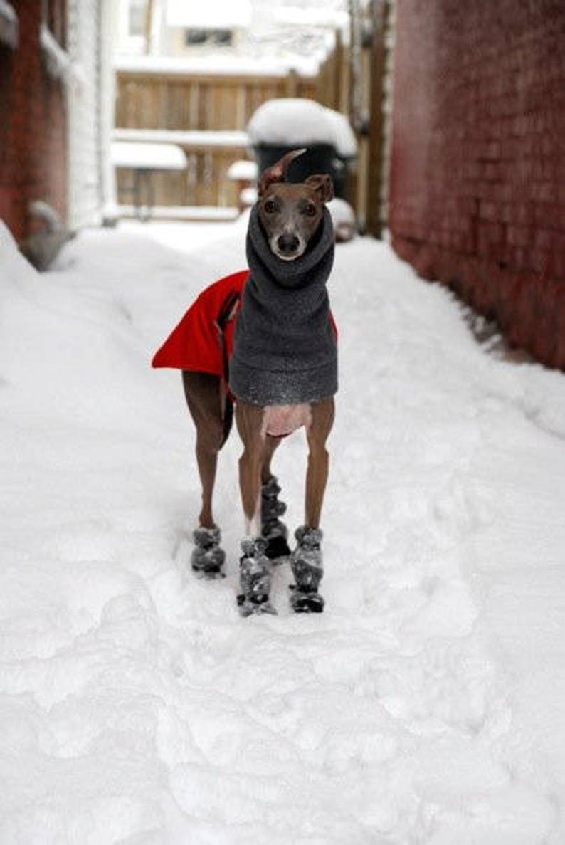 ITALIAN GREYHOUND Winter Coat Waterproof Dog Coat Jacket Etsy