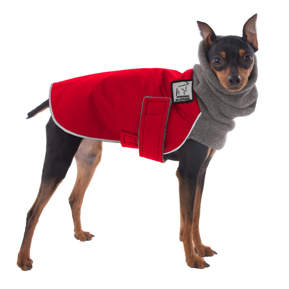 Miniature pinscher dog clearance clothes