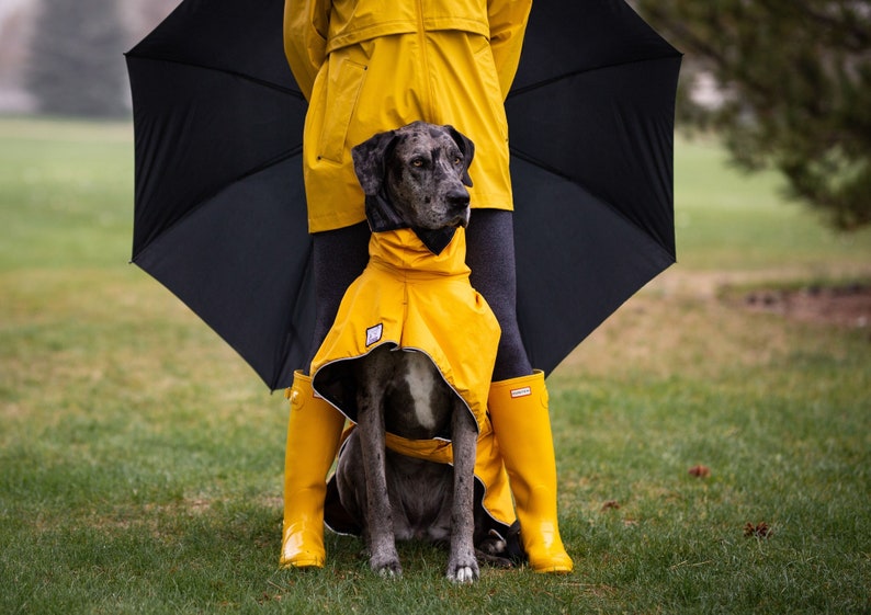 GREAT DANE Rain Coat Dog Raincoat Rain Slicker Dog Coat Etsy
