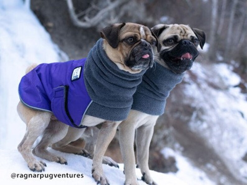 PUG Winter Dog Coat Winter Coat Dog Clothing Pug Clothes Etsy