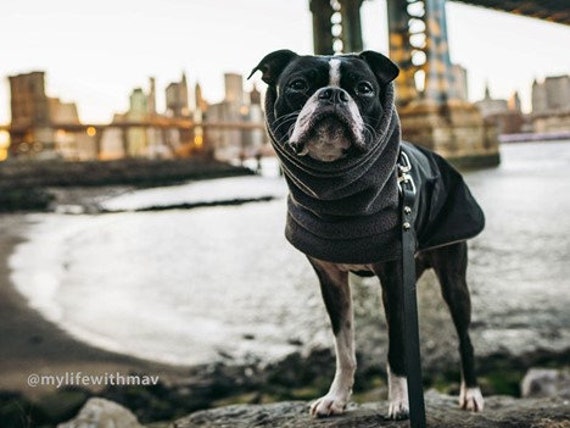 boston terrier winter jacket