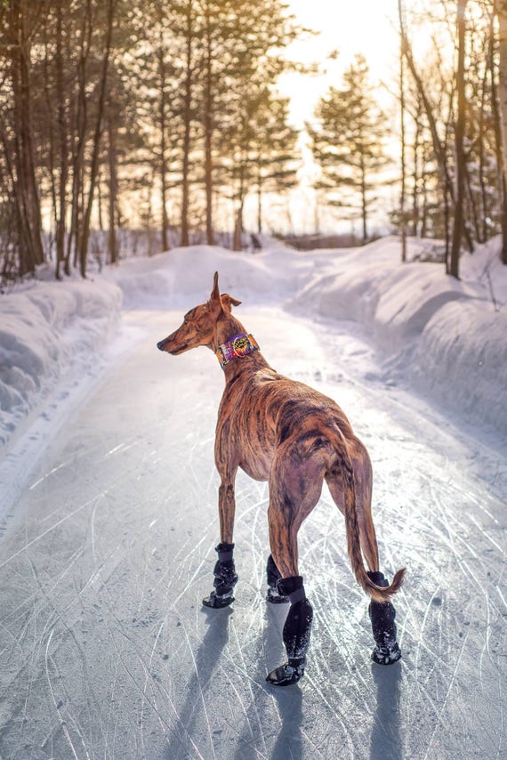 greyhound dog boots