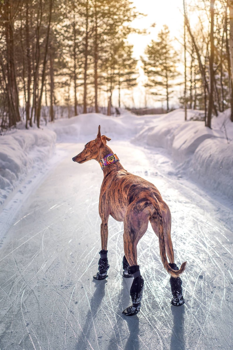 GREYHOUND Dog Booties Dog Shoes Dog Boots Greyhound Etsy