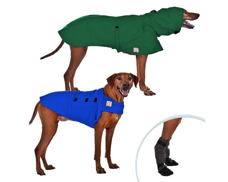 rhodesian ridgeback raincoat