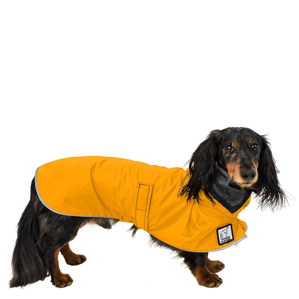mini dachshund raincoat