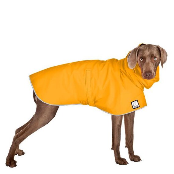 weimaraner coat