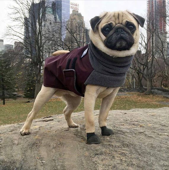 The Right Environment for a Pug Pug Addict