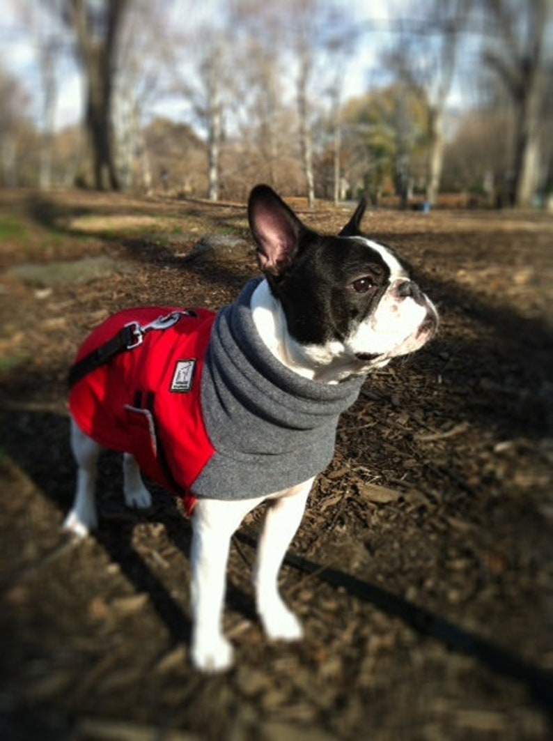 BOSTON TERRIER Winter Dog Coat Fleece Dog Snood Fleece Etsy