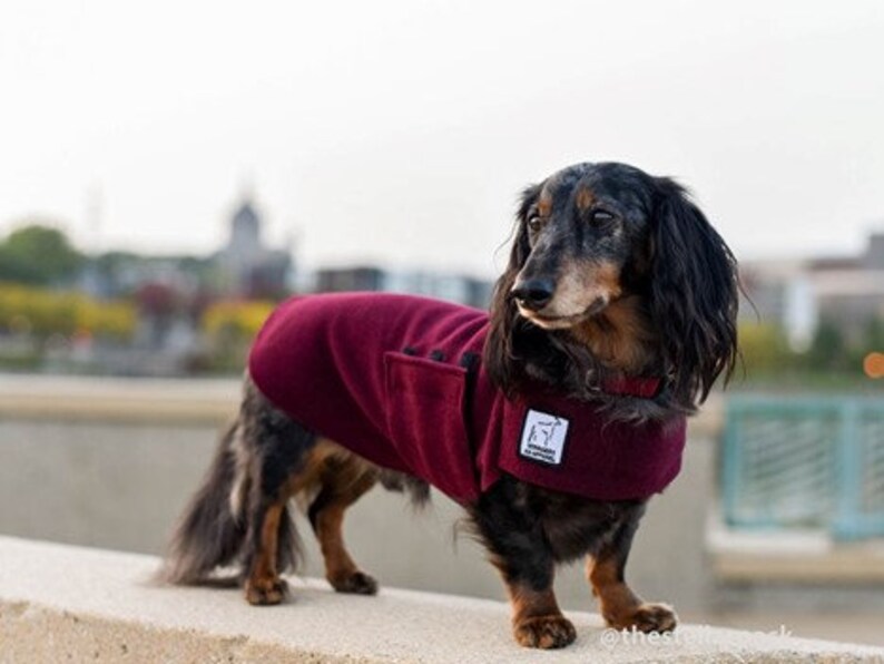 MINIATURE DACHSHUND Tummy Warmer Fleece Fleece Sweater for Etsy