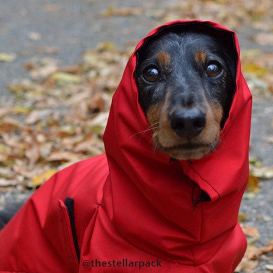 DACHSHUND Dog Rain Coat Raincoat Dog Coat Rain Slicker Etsy
