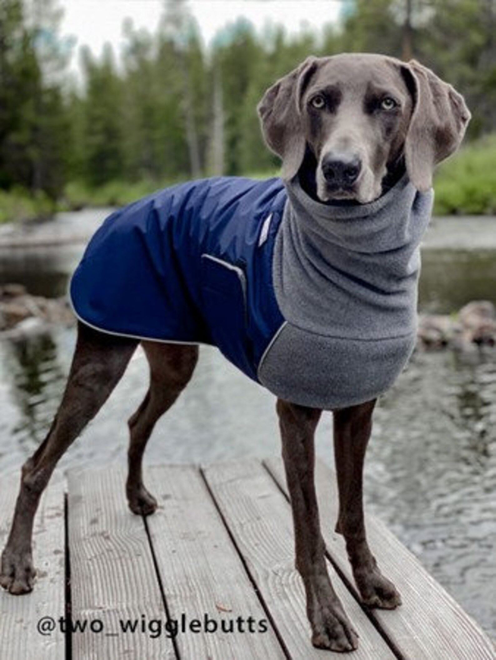 WEIMARANER Winter Dog Coat Winter Coat Winter Clothes Etsy Canada