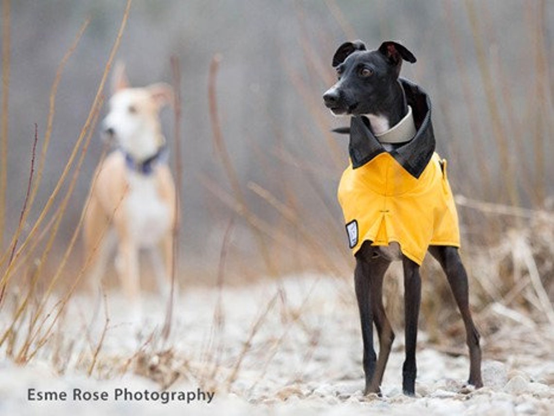 ITALIAN GREYHOUND Rain Coat Dog Coat Rain Slicker Dog Etsy