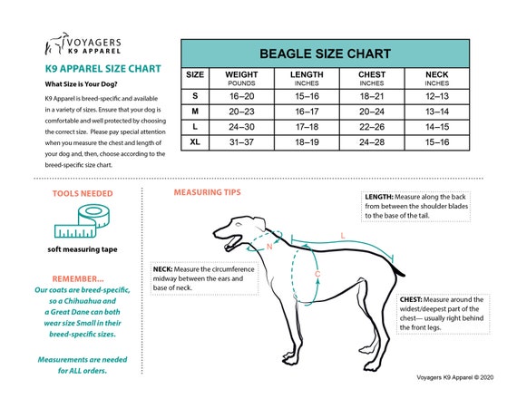 beagle size