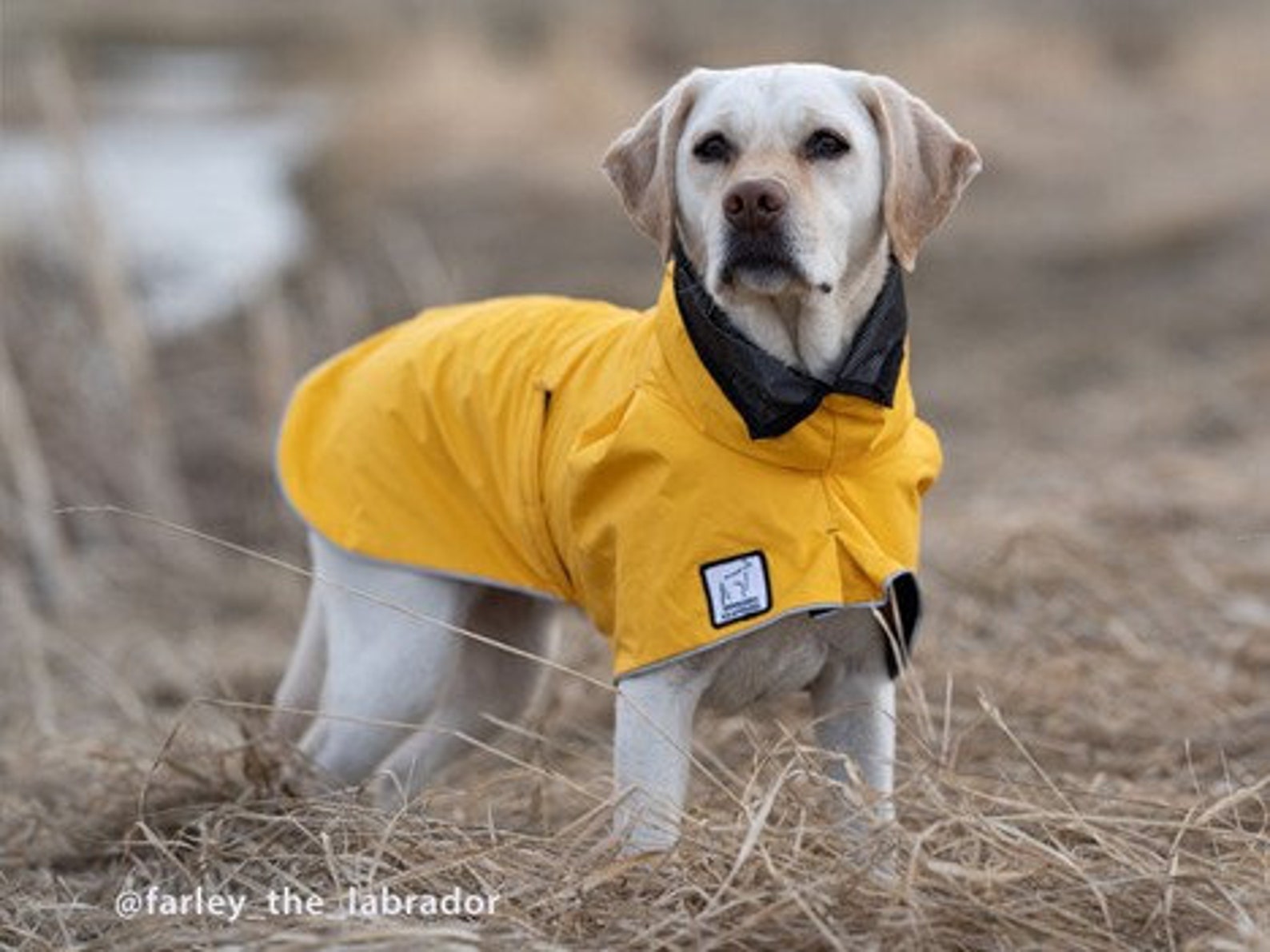 LABRADOR RETRIEVER Raincoat Dog Rain Coat Rain Slicker Etsy