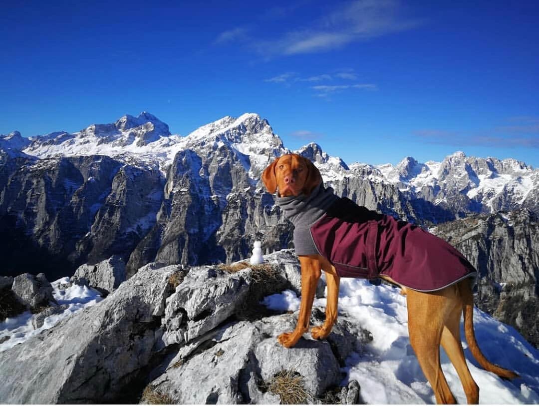 VIZSLA Winter Dog Coat Winter Coat Waterproof Dog Coat Dog Etsy UK
